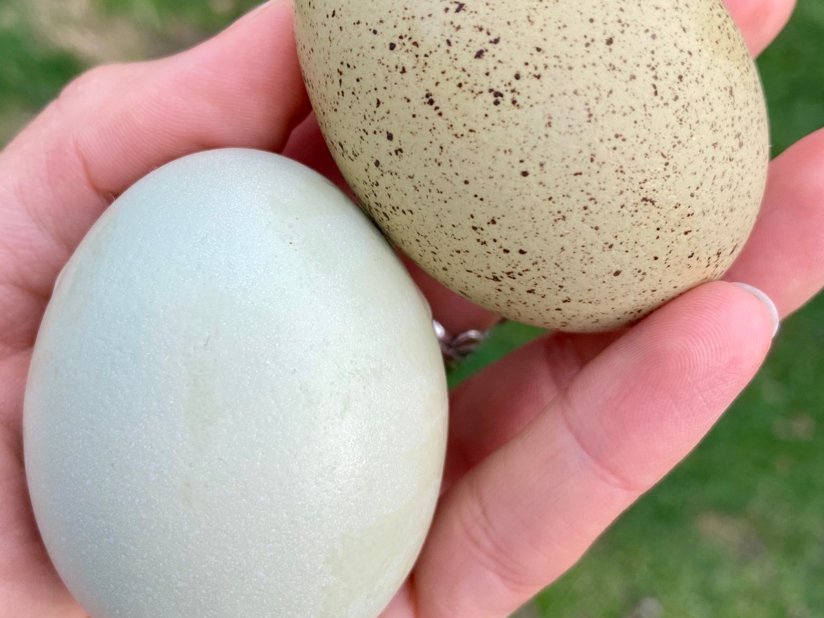 The Egg Shortage: How It Affects Homesteaders and What We Can Do About&nbsp;It