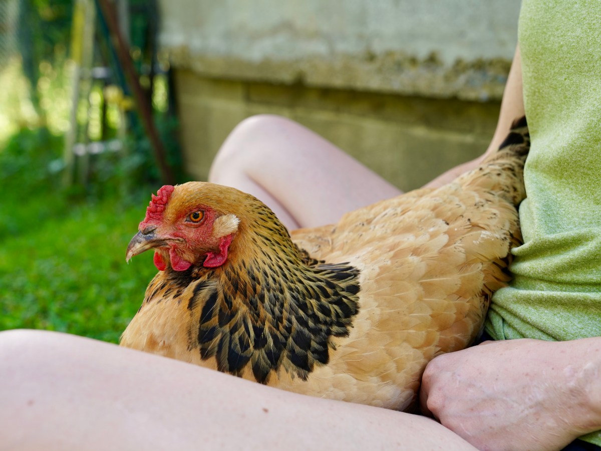 Farm Fresh Eggs: Are they&nbsp;profitable?